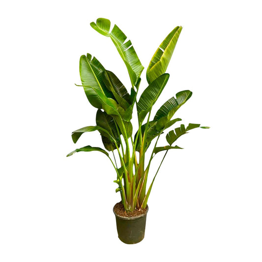 Weißer Paradiesvogel XXL – Strelitzia Augusta 250cm