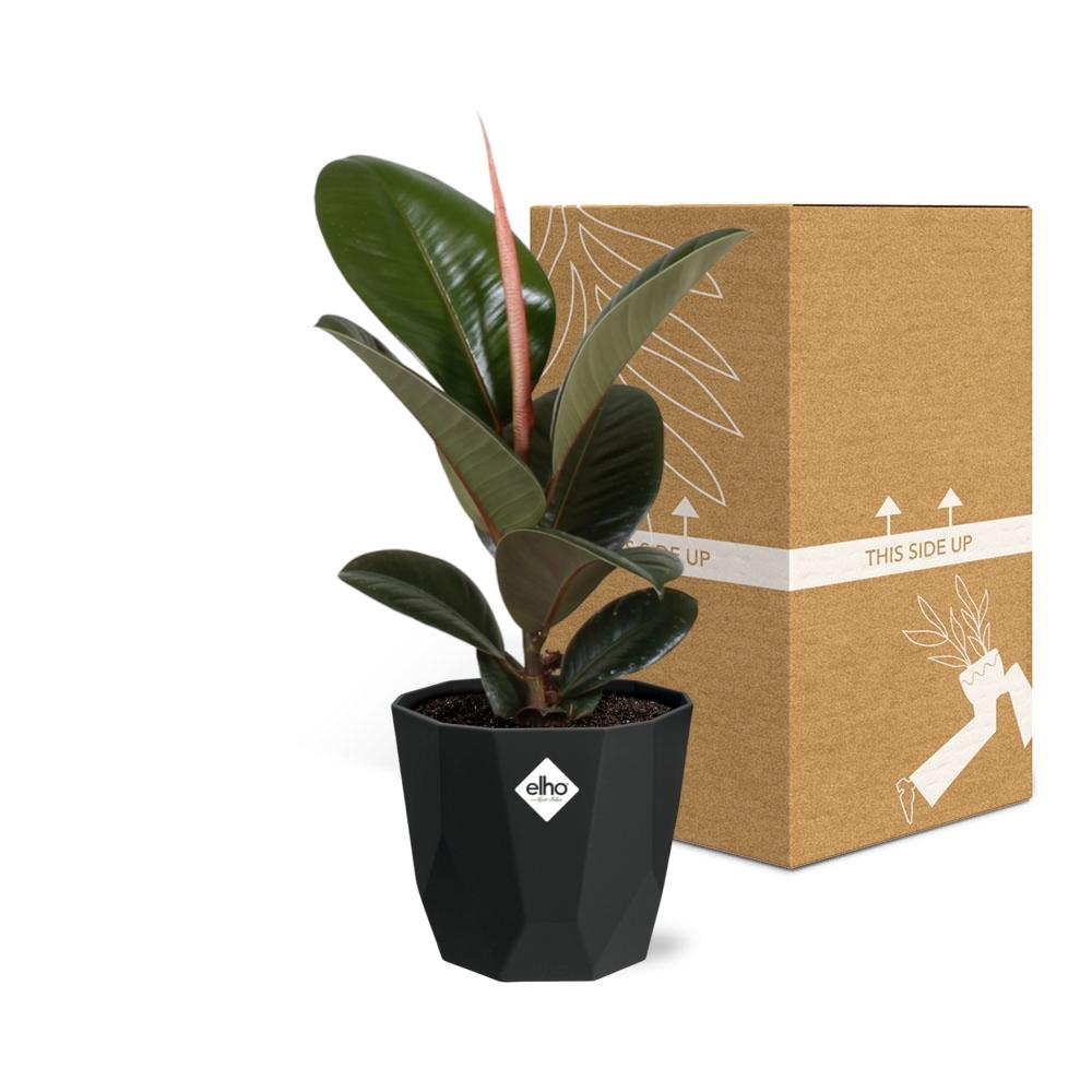 Ficus Elastica ‘Robusta’ in 14cm b.for rock living black