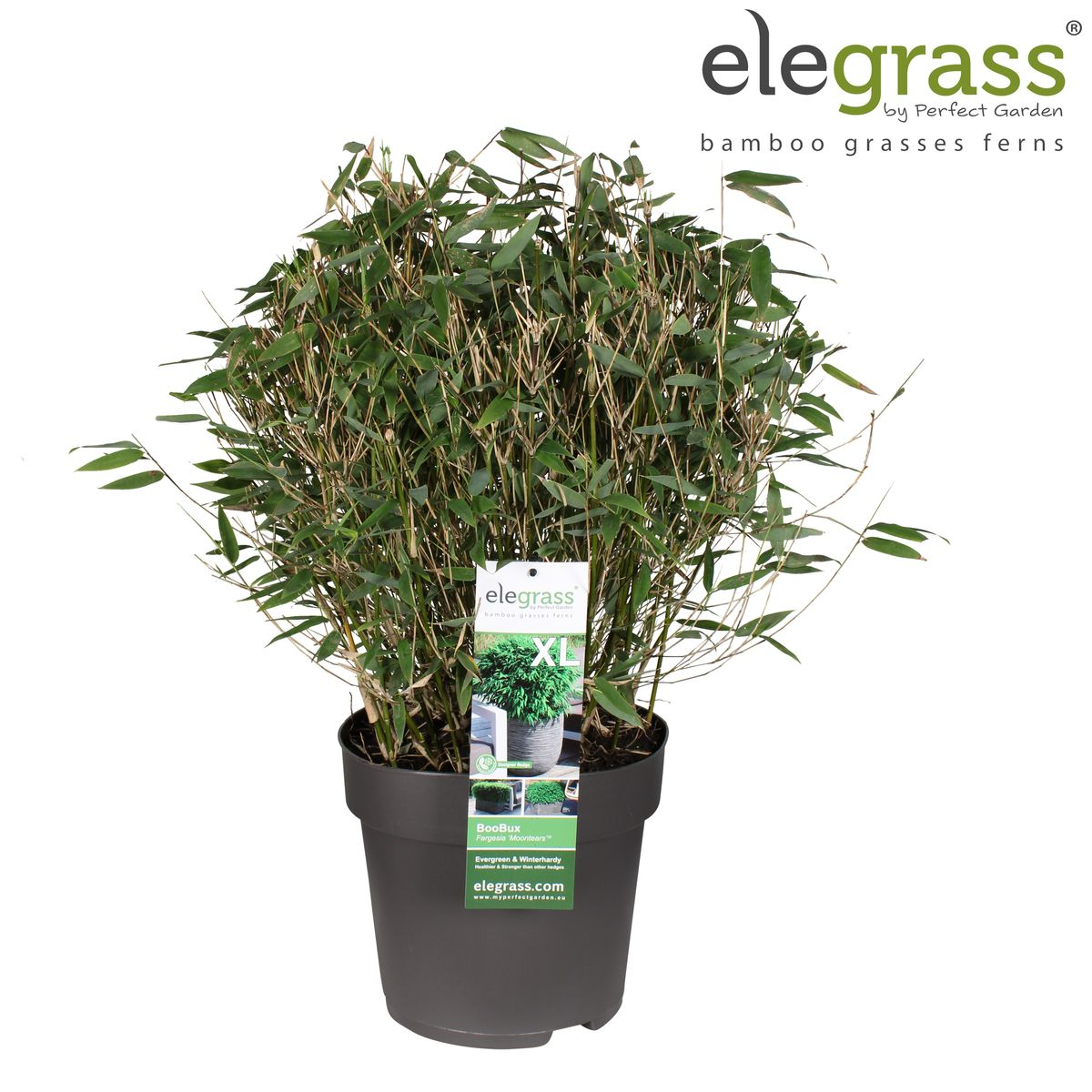 Fargesia 'Moontears'Â® Boobux - Ø29cm - ↕70cm