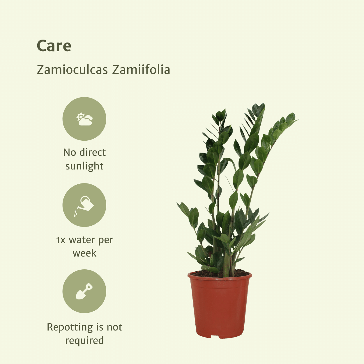 2x Zamioculcas Zamiifolia - Smaragdpalme - 70cm - ø17