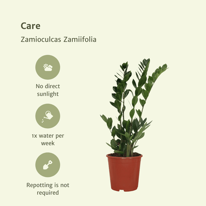 2x Zamioculcas Zamiifolia - Smaragdpalme - 70cm - ø17