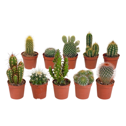 Kakteenmischung 10er Set 5,5 cm ohne Topf
