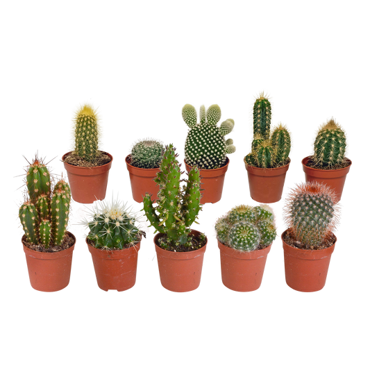 Kakteenmischung 10er Set 5,5 cm ohne Topf
