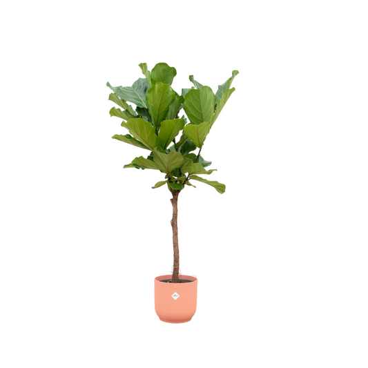 Geigenfeige am Stamm 150 cm mit rosa Design-Topf