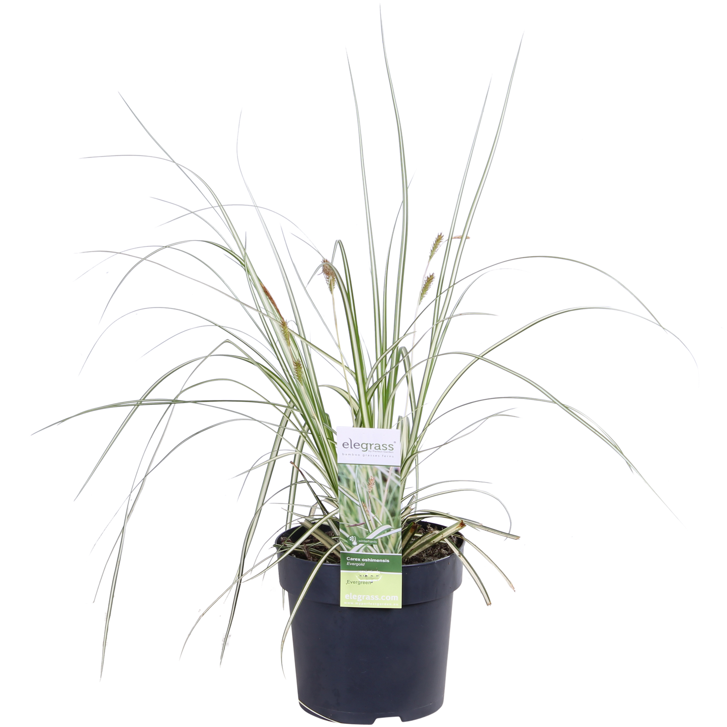 3x - Carex hachijoensis 'Evergold' - ↨30cm - Ø14
