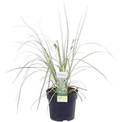 3x - Carex hachijoensis 'Evergold' - ↨30cm - Ø14