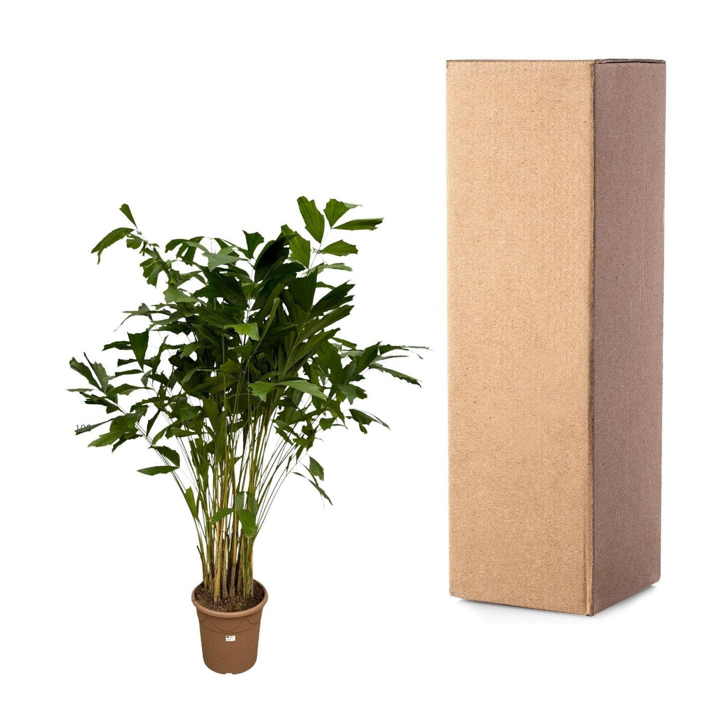 Fischschwanzpalme 250 cm – Exotische Zimmerpflanze