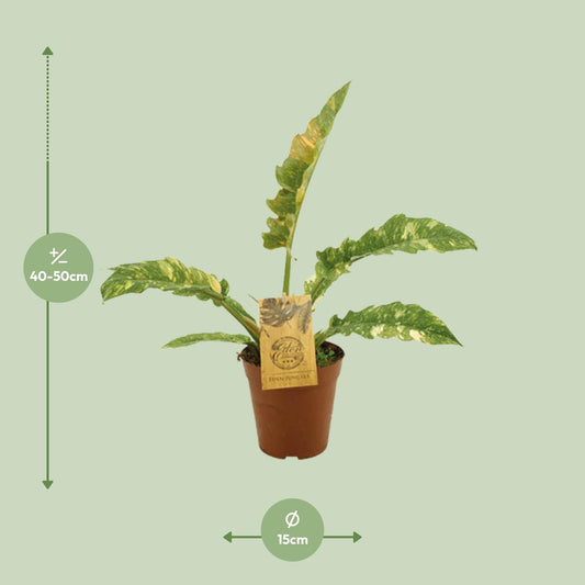 Philodendron Ring Of Fire - Ø15cm - ↕50cm