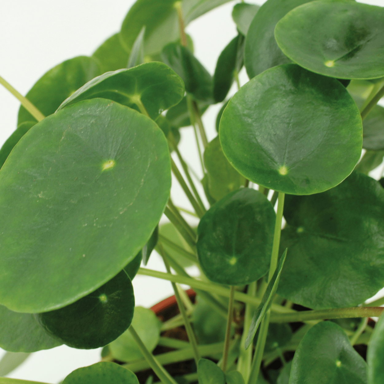 2x Pilea Peperomiodes - Pfannkuchenpflanze - 20cm - ø12