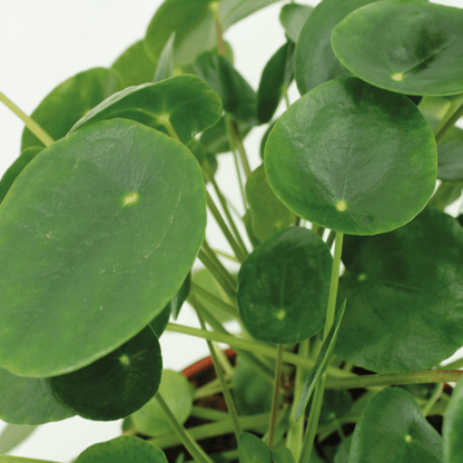 2x Pilea Peperomiodes - Pfannkuchenpflanze - 20cm - ø12