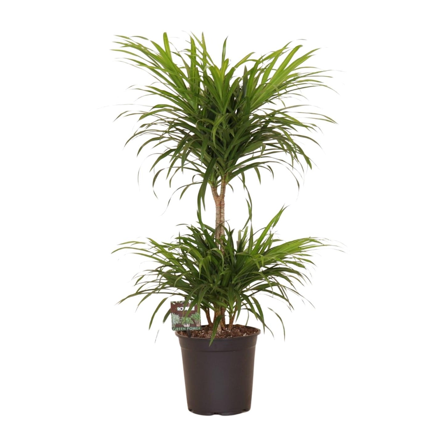 Dracaena Refl. Anita Variegata - Ø21cm - ↕80cm