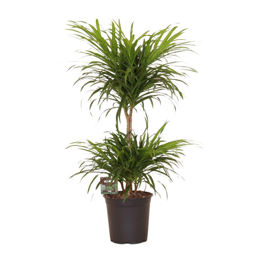 Dracaena Refl. Anita Variegata - Ø21cm - ↕80cm