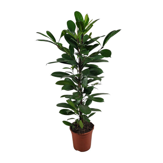 Ficus Cyathistipula - Ø21cm - ↕100cm