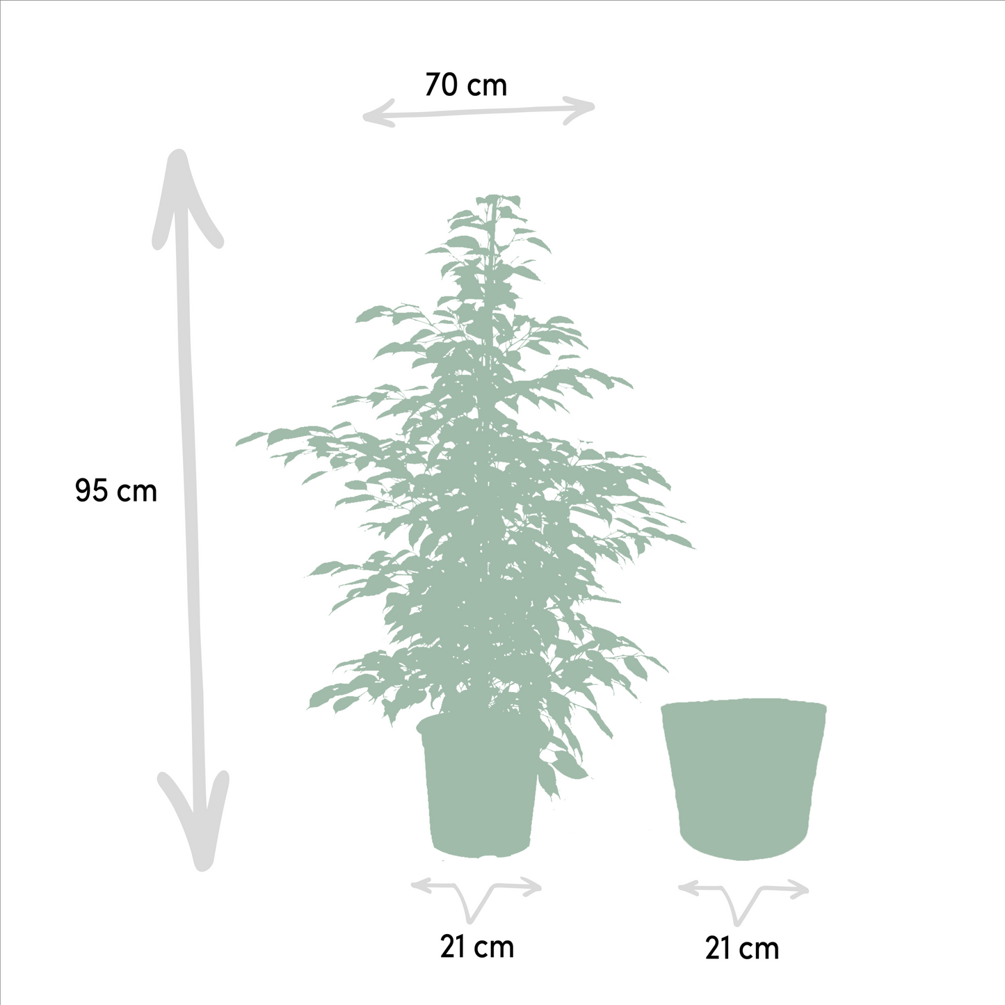 Ficus Benjamina Danielle - Ø21cm - ↕95cm + Ficus Benjamina Twilight - Ø21cm - ↕95cm + Ficus Microcarpa Moclame - Ø21cm - ↕95cm + Korb Igmar