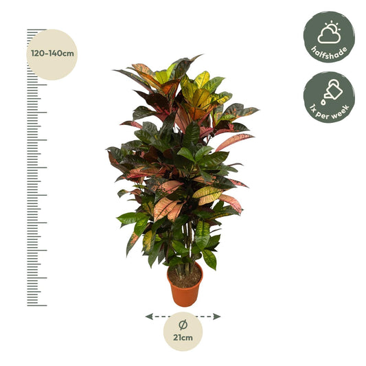 Kroton 'Iceton' – Farbenfrohe Zimmerpflanze 120 cm