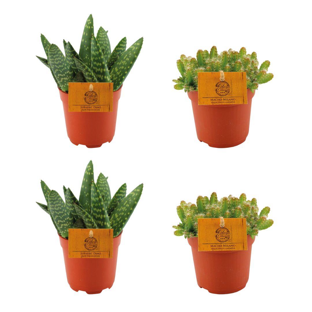 2x Aloe Paradisicum + 2x Hylocereus Undatus - 4 stuks - Ø10.5cm - ↕10cm