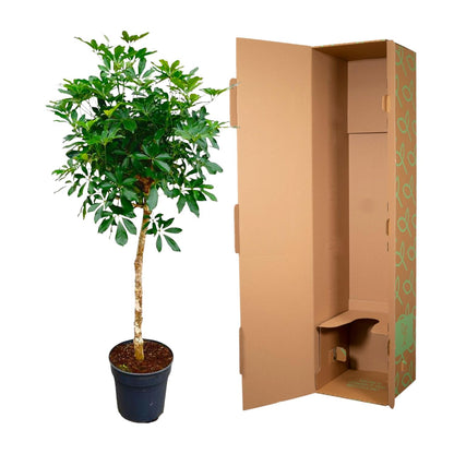 Strahlenaralie auf Stamm 170 cm – Schefflera Zimmerpflanze