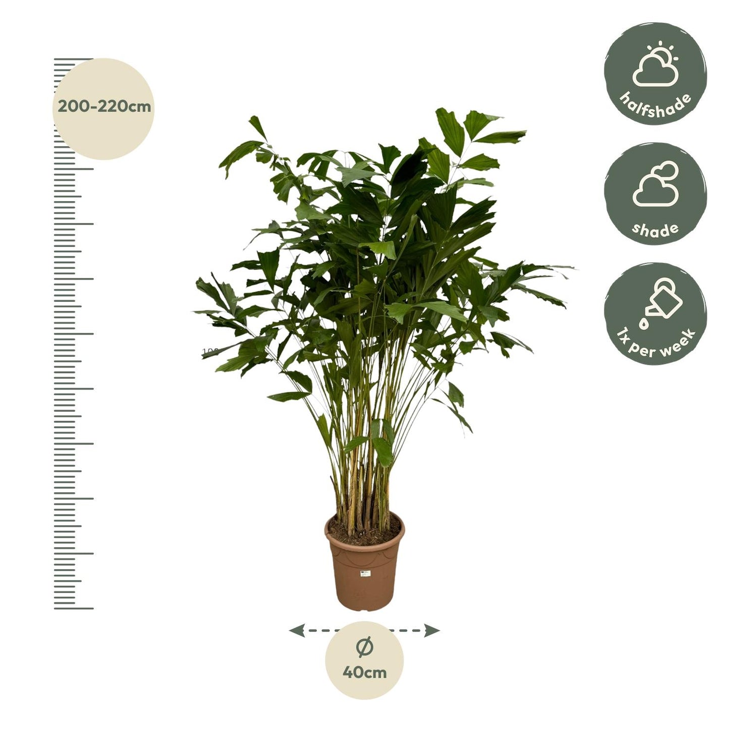 Fischschwanzpalme 250 cm – Exotische Zimmerpflanze