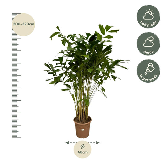 Fischschwanzpalme 250 cm – Exotische Zimmerpflanze
