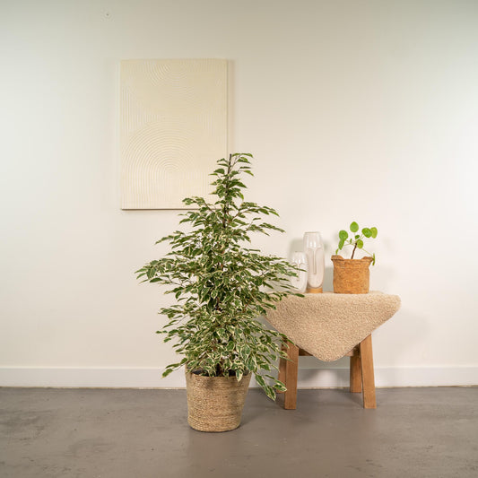 Ficus benjamina Twilight - Ø21cm - ↕95cm + Korb Selin