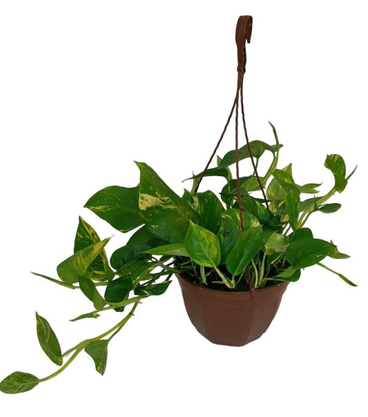 Epipremnum Pinatum Aureum - Ø23cm - ↕50cm