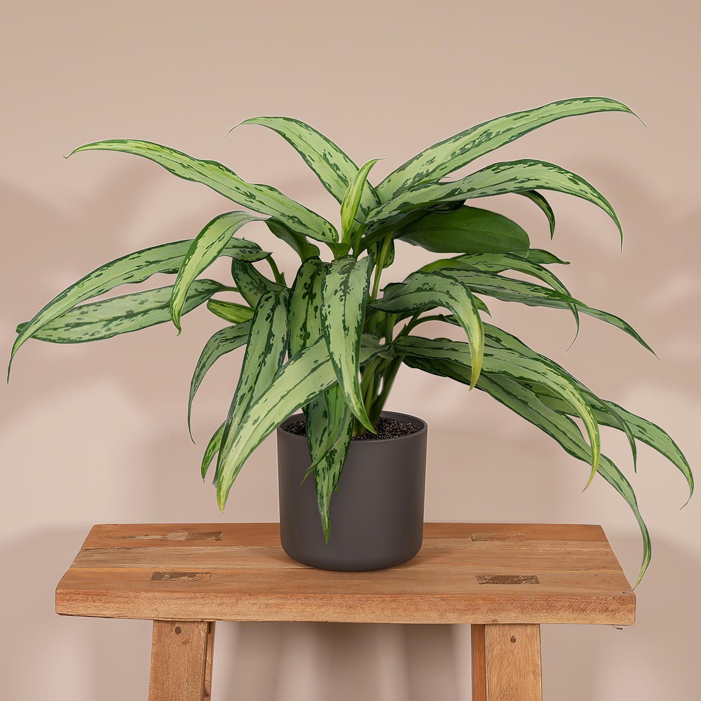 Aglaonema Cutlass - Ø30cm - ↕12cm