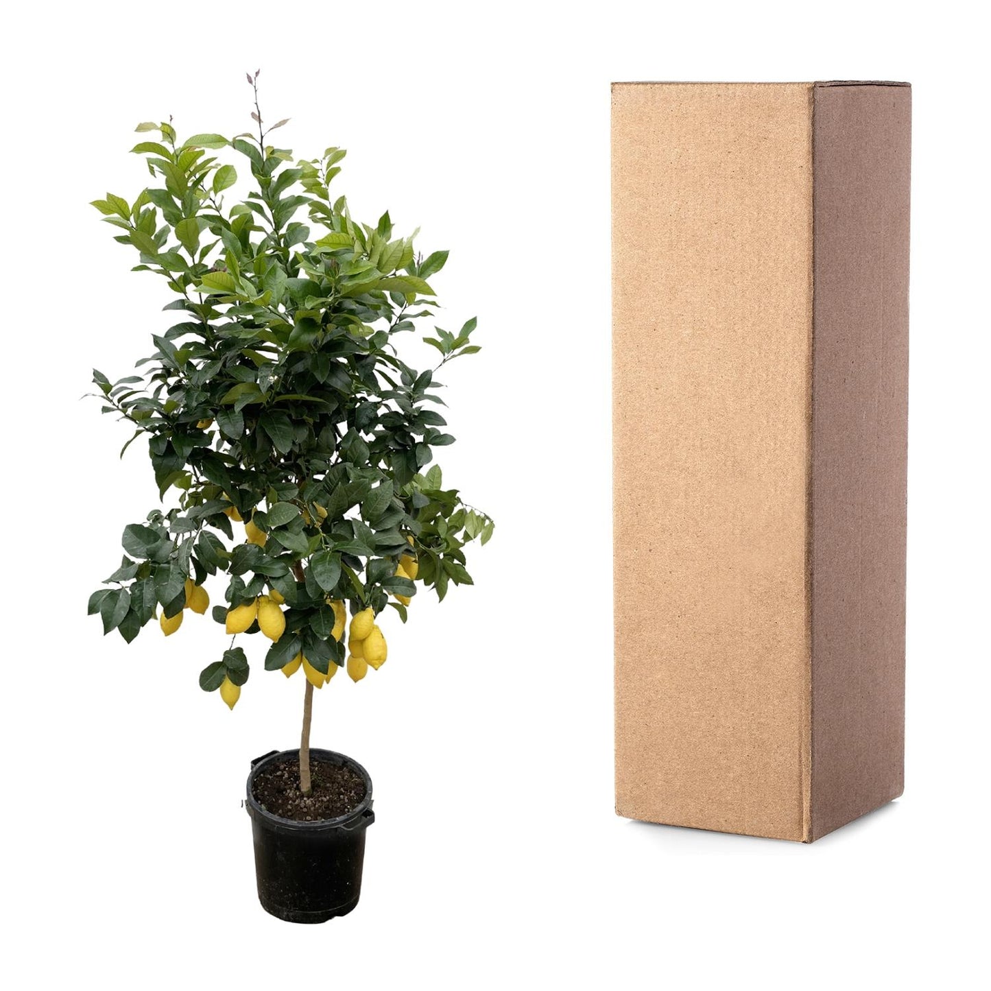 Zitronenbaum 200 cm – Mediterrane Kübelpflanze für sonnige Plätze