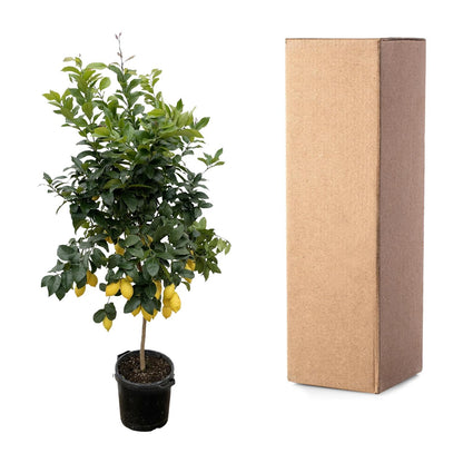 Zitronenbaum 200 cm – Mediterrane Kübelpflanze für sonnige Plätze