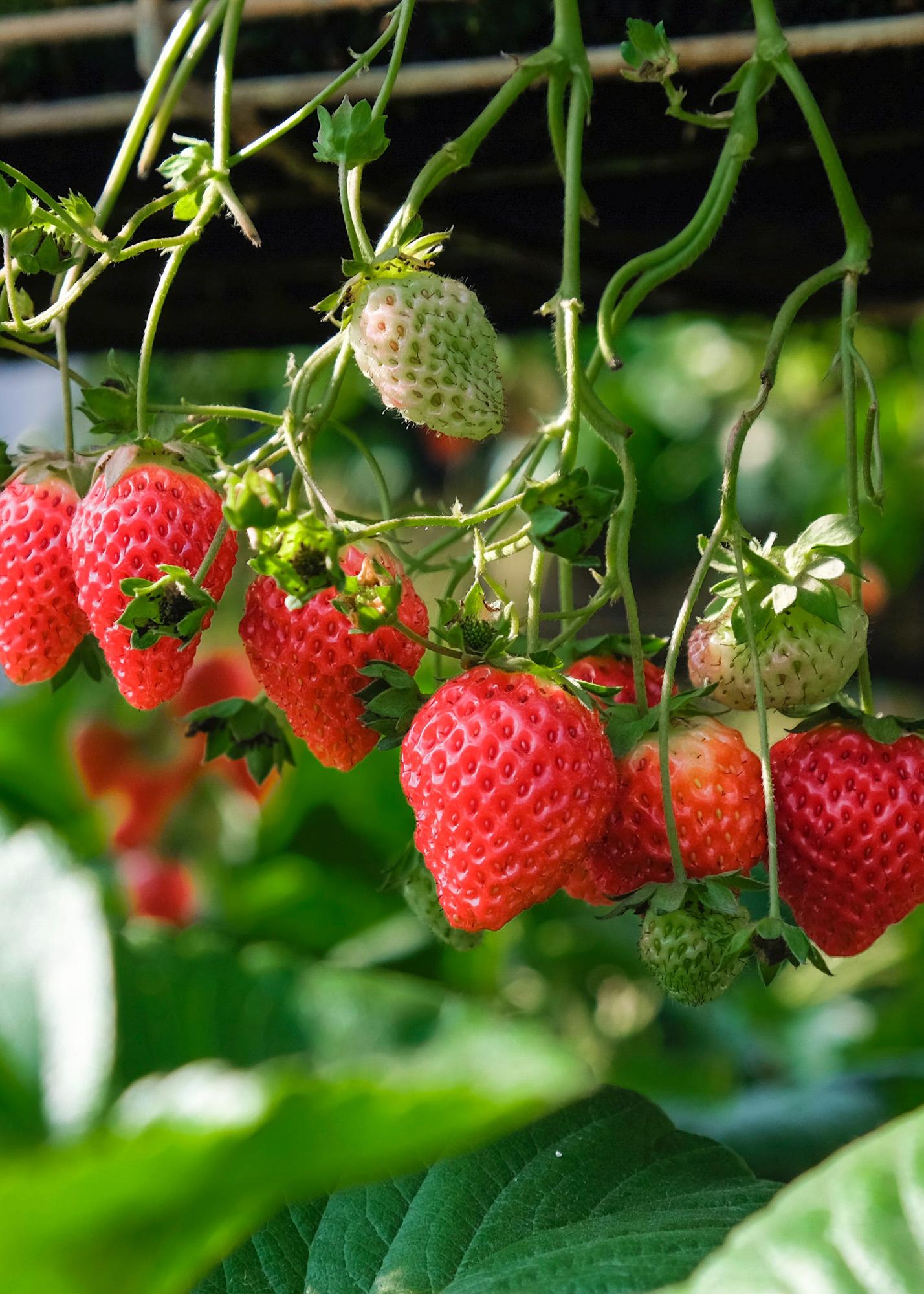 Fragaria x ananassa Delizzimo - Ø13cm - ↕45cm
