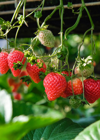 Fragaria x ananassa Delizzimo - Ø13cm - ↕45cm