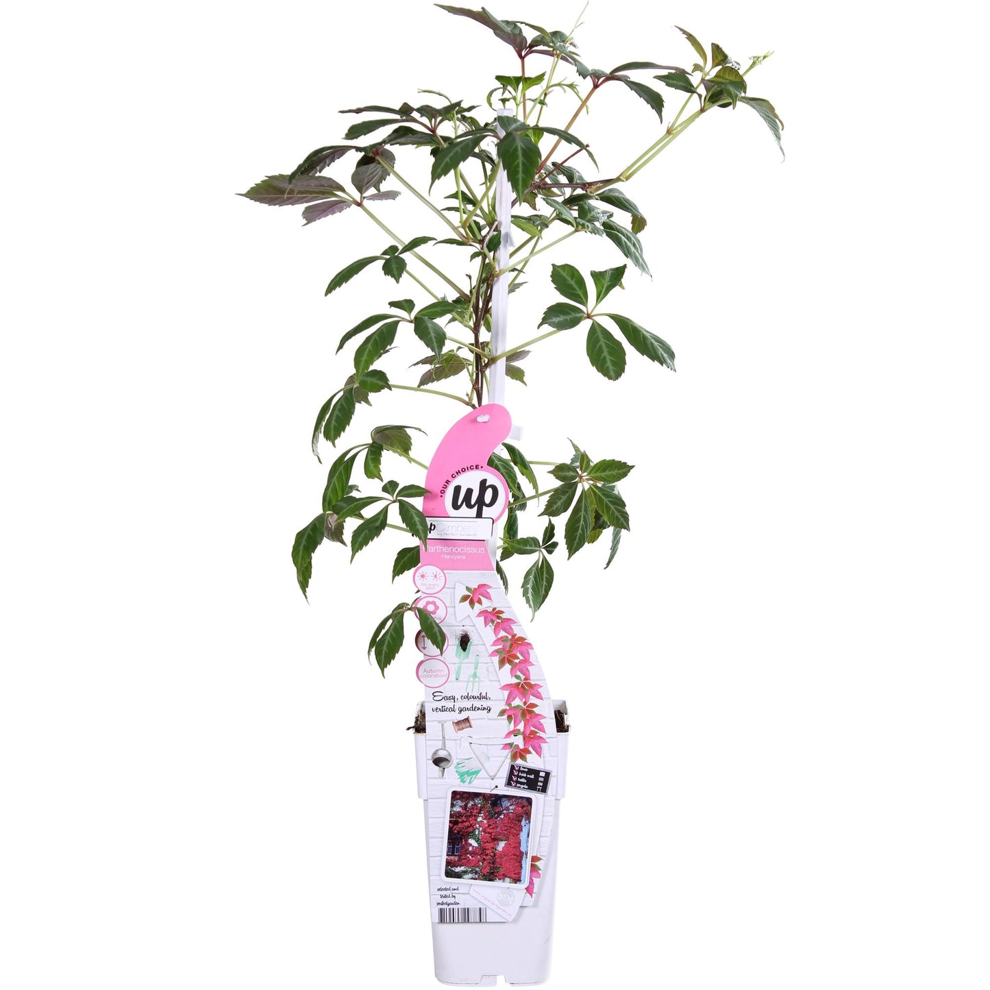 Parthenocissus henryana - Keilschwanzmakrele - Ø15cm - ↕65cm