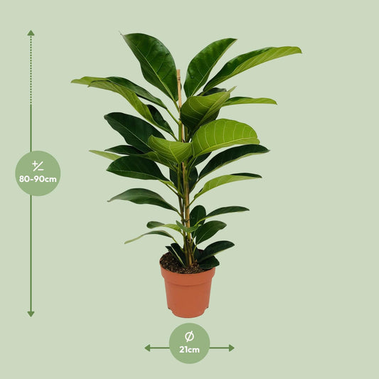 Ficus Benghalensis Roy - Ø21cm - ↕90cm