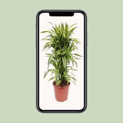 Dracaena Lemon Lime - Ø27cm - ↕110cm