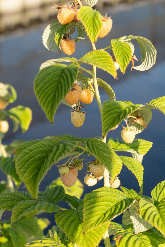 3x - Rubus id. Twotimer 'Sugana Yellow' - ↨45cm - Ø13
