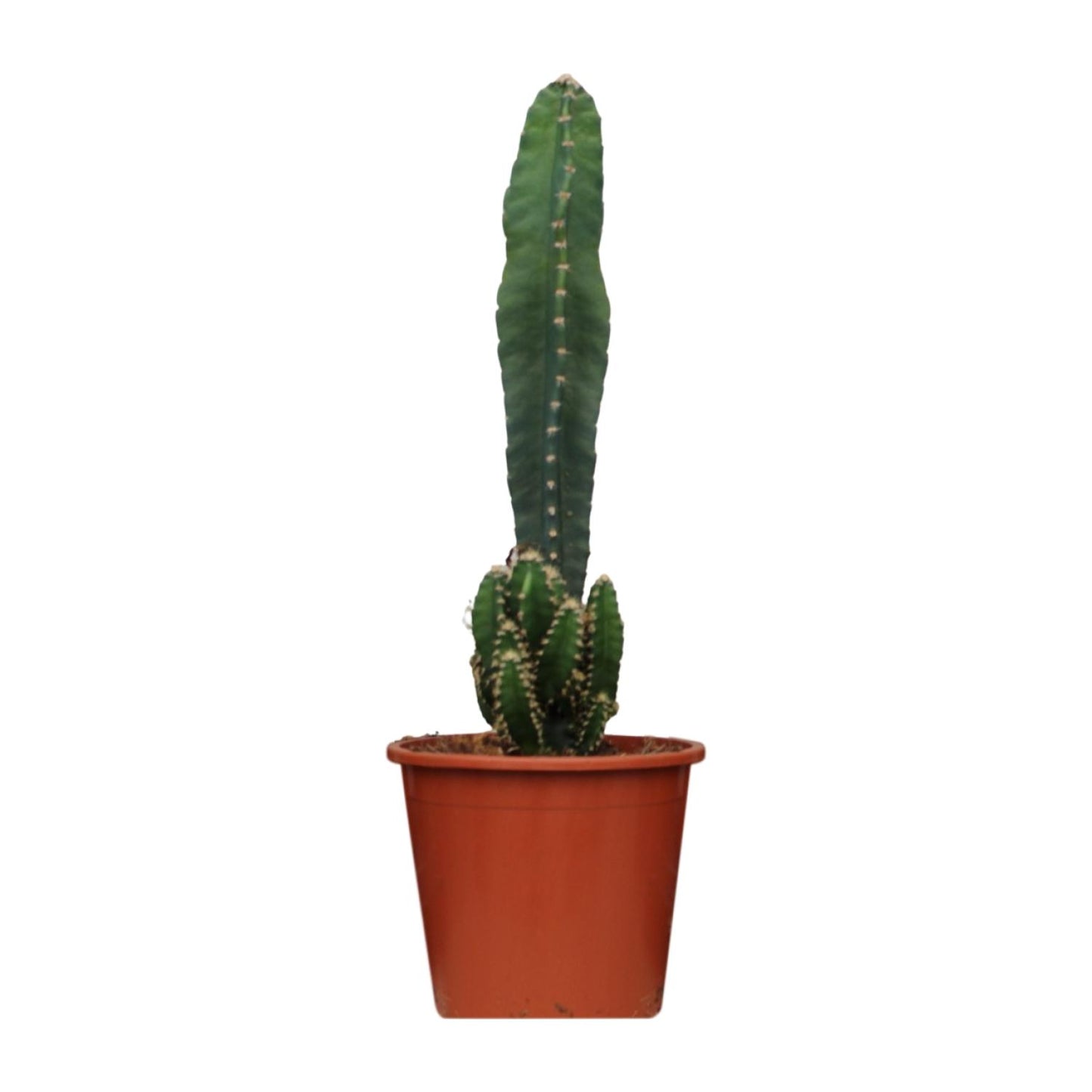 Cereus Peruvianus Florida - Ø17cm - ↕75cm