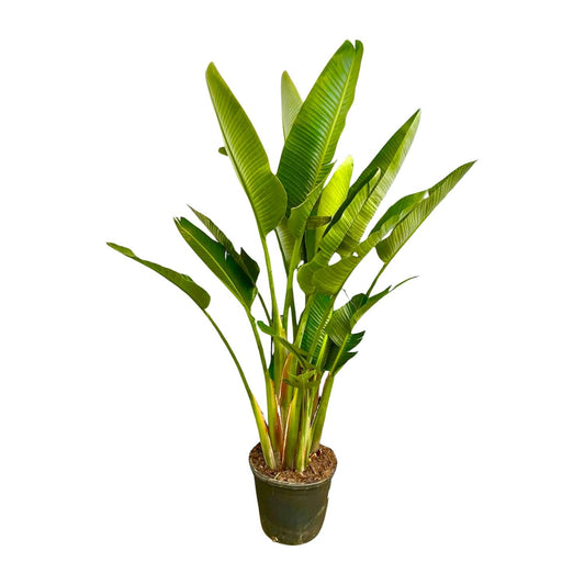 Weißer Paradiesvogel XXL – Strelitzia Augusta 225 cm