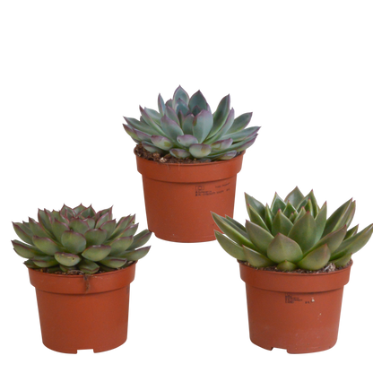 Echeverie Mix 3er Set – Bunte Sukkulenten-Vielfalt