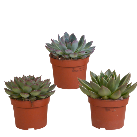 Echeverie Mix 3er Set – Bunte Sukkulenten-Vielfalt