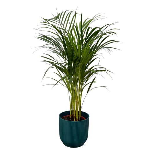 Areca Palme 85 cm – Stilvolle Goldfruchtpalme im Topf