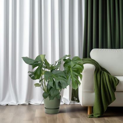 Monstera Deliciosa - Ø24cm - ↕80cm