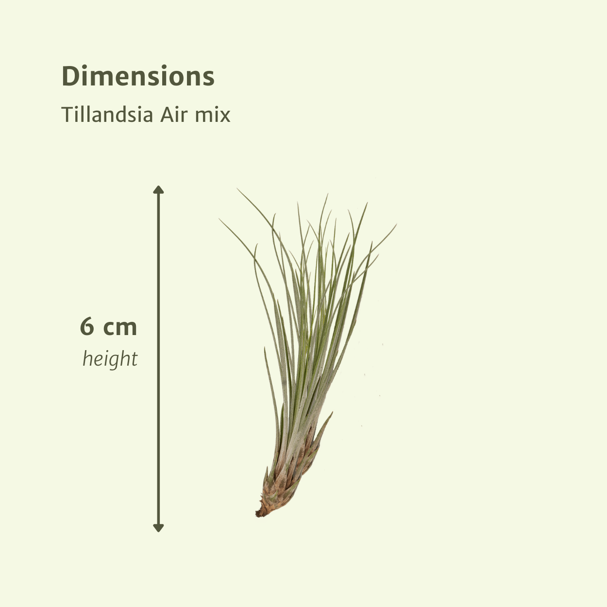 Everspring - Tillandsia Air mix - 10 StÃ¼ck - 6 cm - ø6