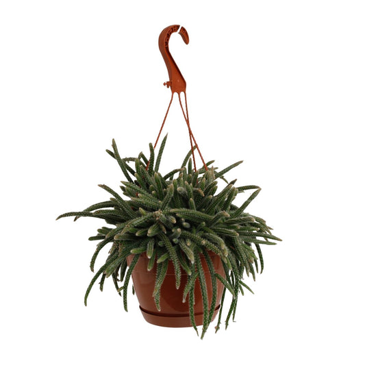 Rhipsalis Baccifera Horrida - Ø17cm - ↕45cm