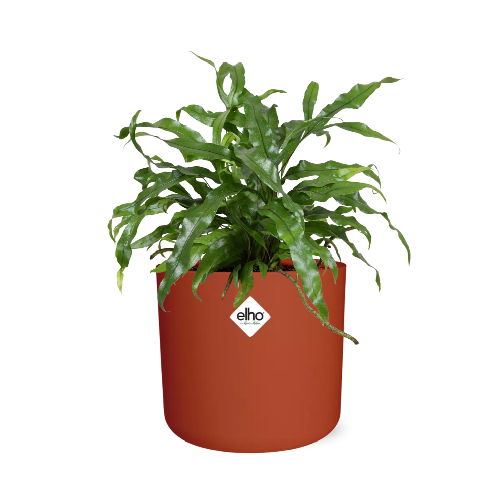 Microsorum Diversifolium in ELHO b.for soft rond 14cm brique
