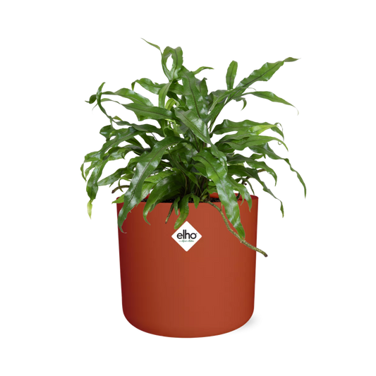 Microsorum Diversifolium in ELHO b.for soft rond 14cm brique