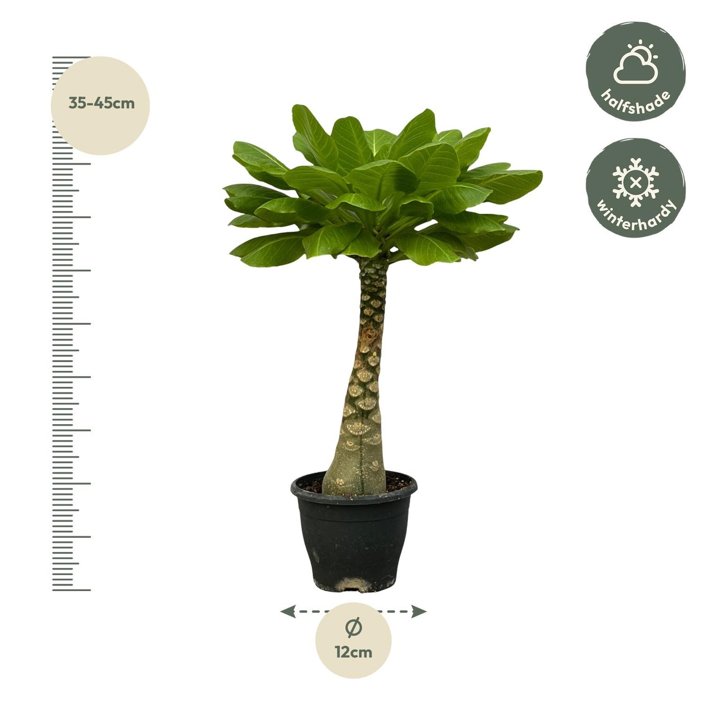 Hawaiianische Palme 25 cm – Exotische Zimmerpflanze