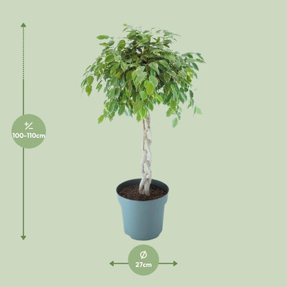 Ficus Safrana / Golden King Gevlochten - Ø27cm - ↕110cm