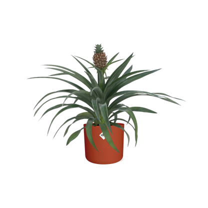 Ananas Mi Amigo 12 Cm Pot in ELHO b.for soft rond 14cm brique