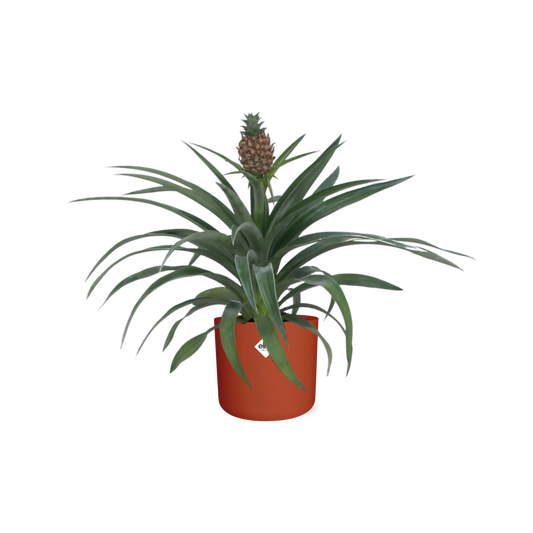 Ananas Mi Amigo 12 Cm Pot in ELHO b.for soft rond 14cm brique