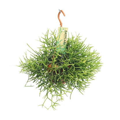Rhipsalis Heteroclada - Ø14 ↕25