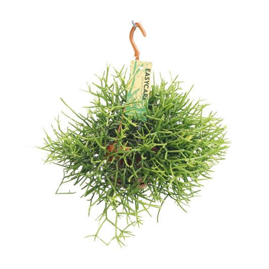 Rhipsalis Heteroclada - Ø14 ↕25